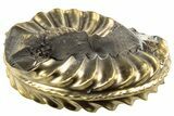 Pyritized (Pleuroceras) Ammonite Fossil - Germany #196933-1